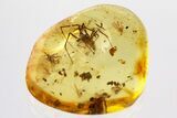 Detailed Fossil Spider, Fungus Gnat, and True Midges in Baltic Amber #362728-1
